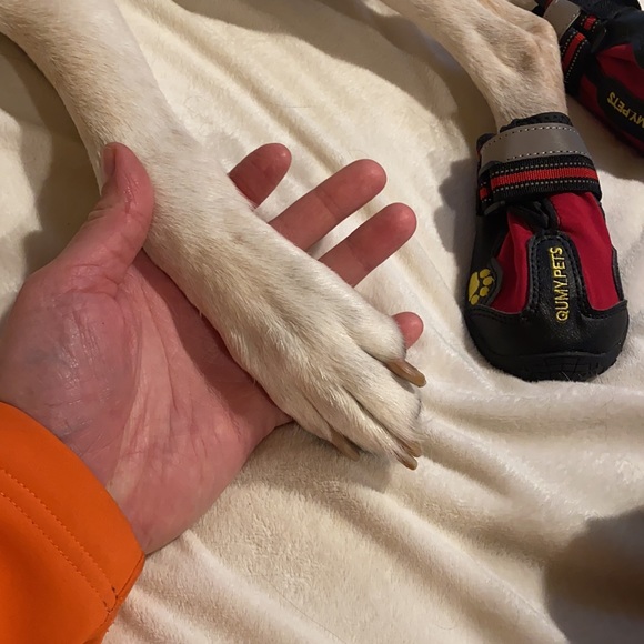 Doggie shoes- size 5 with rubber soles - Picture 4 of 15